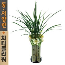 치타플라워 동양란 철골소심 [CD04-001] 승진 개업 축하 난 동양난 영전 취임 생일 선물 화분 고급 란 전국 당일 배송 꽃배달