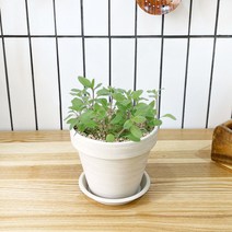 1+1 마조람 키친허브 화분 세트 로즈마리 딜 바질 베란다 텃밭 허브 키우기, H29.마조람, H08.타임
