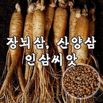 장뇌삼 산양삼 재배용 인삼씨앗 1kg(개갑) A91