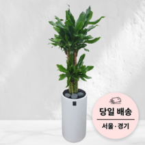 에코플랜트 관엽 식물 개업 축하 화분 거실인테리어 화분 배달[서울 경기 당일배송][지방 익일 택배도착]<토요일 오후 일요일 주문건 월요일배송>, 02. 황금죽 원형 흰색, 1개” class=”wr-img”></a></div></div></div></div><div class=