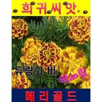 SA3.희귀씨앗/메리골드 듀랑고 비 20립 (약20립)
