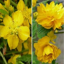 묘목/ 황매화 수고 80cm(홑.겹 랜덤)/ 4개 KJ1669