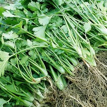 [농장직송] 당일 수확! 뿌리 비세척 고수 500g, 1kg