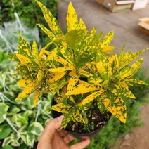 식물사랑꽃농원/크로톤