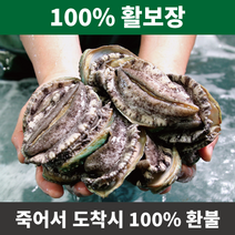 활보장전복 완도 전복 선물세트 직거래 홈쇼핑 활전복 참전복, 10~11미 1kg