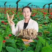 70년 재배 홍제원 풍기 인삼 국내산 파삼 무세척 콩난발 750g, 1팩, 무세척콩난발750g