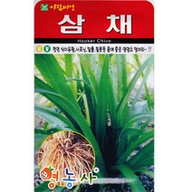 삼채씨앗 100립, 단품
