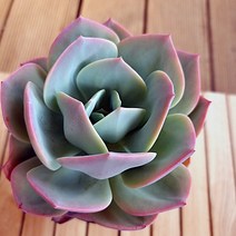 백봉 키우기 잎장보다 튼실한 몸통 다육식물130 랜덤발송, 단품, 1개