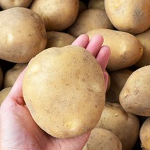 2023년 수확 국내산 햇 감자 수미감자 타박한감자, 왕특사이즈, 3kg