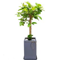 77플라워 뱅갈고무나무 공기정화식물 개업식 축하선물 화분배달 당일꽃배달 전국배송