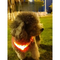 강아지 LED 목걸이 야간 펜던트 칼라 형광벨트, 오렌지 S 사이즈