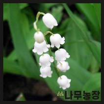 (나무농장) 야생화 은방울꽃 포트 ( 포트5개묶음 )