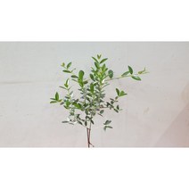 올리브외목대 공기정화 관엽식물-중품묘목 높이:40cm/너비:10cm, 1개