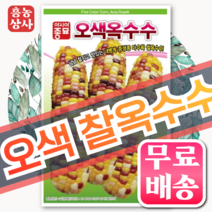 오색옥수수 씨앗 100립 [23년포장] 다수확 찰옥수수 종자, 1봉