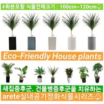 없음 [반값화분] MAIN-대형드라코130(드라세나) 직접배송 축하화분 개업화분 거실화분 카페화분 인테리어화분 아레카야자 극락조 알로카시아 파키라 고무나무, 클래식그레이