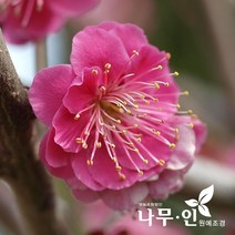 [나무인] 홍매화(설중매) 개화주 지름3cm