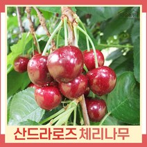 체리나무 묘목 산드라로즈 접목1년생 뿌리묘 5개