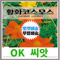 [OK씨앗] [황화코스모스] 코스모스씨앗 종자(오케이씨앗), 3g
