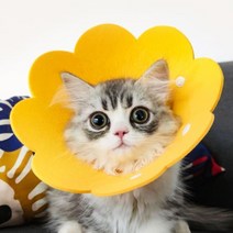 고양이 강아지 펠트 부직포 넥카라 초경량 목보호대 넥쿠션 목, 3펠트펫넥카라-노랑M