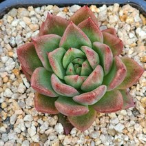 다육식물(소후렌금)랜덤, 1개