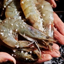 제철 활새우 1kg (35미내외) 산지직송, 1개, 활새우1K