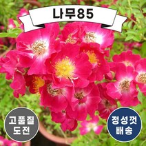 (나무85) 찔레나무 시리즈, 2.붉은꽃찔레 포트 ( 2주묶음 )