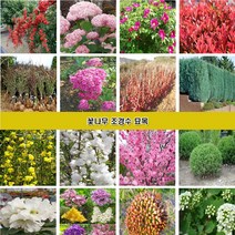 꽃나무 조경수묘목 장미 조팝나무 꽃댕강나무 회양목 측백나무 편백나무 개나리 진달래 철쭉 영산홍 매화나무 벚나무 능소화 치자나무 남천 함박꽃 목단 배롱나무 홍도화 라일락