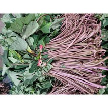 약수농장 국내산 고구마대4kg 내외, 1박스, 고구마대4kg내외