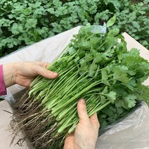 뿌리가 있는 국내산 장인이 만든 고수 / 포천 싱싱팜, 고수 500g