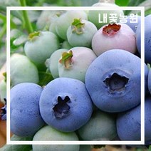 블루베리(블루레이) 7치 결실주 화분