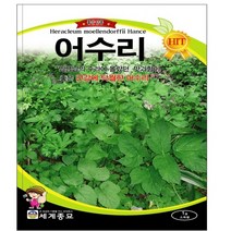 어수리 씨앗 민속 채소 어수리종자(1g) MK098