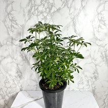초특가세일 >> 홍콩야자 홍콩야자나무, 1개” class=”wr-img”></a></div>
</p></div>
</p></div>
</p></div>
<div class=