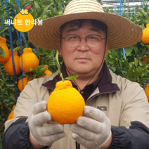 [제발 꼭 드셔 보세요!] 태양을 머금은 14Brix이상 제주 써니트 한라봉 제주도 한라봉, 선물용 4.5kg(15과수 내외)