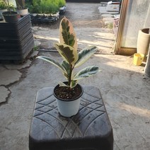 꽃백화점 수채화고무나무 반려식물 인기식물 15~30cm 45