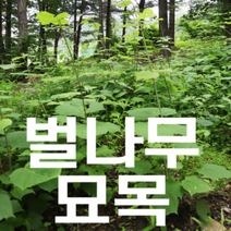 벌나무묘목 강원도 정선 해발800m 4년실생 산청목 1주