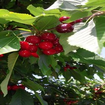 [가산원예조경] 체리나무 일출(일반대목) 접목1년 4주묶음