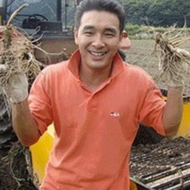 (햇삼/750g)다림용난발삼 세척인삼 쭉뻗은 원수삼 영업용삼계.가정용실속파삼특가/선물용행사/금산부부인삼.못난이난발삼추천, 1개, (01)비세척-오쿠전용 홍삼다림잔난발삼 500G