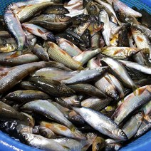 국내 자연산 민물고기 잡고기 1kg ( 500g x 2팩 ), 1