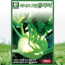 비너스 그린 콜라비 씨앗 콜라비 씨 종자 500립