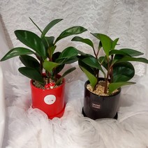 가홈플라워 실내공기정화 식물 천연가습기 새집증후군 1+1 24000, 레드, 레드