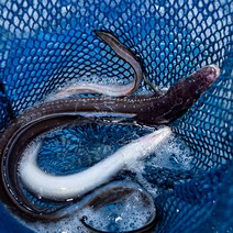 남해 통영 바다 장어 1kg 손질 특대(30~40cm), 바다장어(특대)1kg (3-4마리)