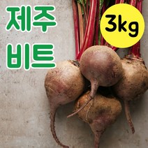 제주 비트 레드비트 피클 물김치 알비트 생비트 채소비트 2kg 3kg 5kg 10kg 비트다이어트, 제주 알비트 3kg
