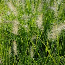 모종/황금미니수크령 (요메니크): 9cm분/3포트 PP080, 1개