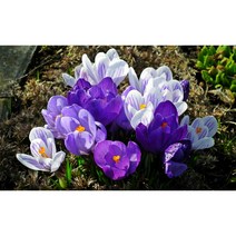 서비내 크로커스 구근 Crocus 샤프란 추식구근 노지월동식물 3개묶음(색랜덤), 3종묶음(색랜덤)