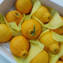 [올바른] 제주 한라봉 고당도 산지직송, 선물용 3kg 11~17과