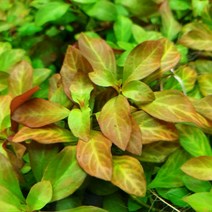 키우기 쉬운 루드위지아 아틀란티스, 12개