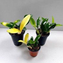 마이플랜트 [마이플랜트]화초 난초 황금 대명석곡 중형 동양란 서양란 키우기, 1개, 황금대명석곡(중형)
