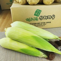 강원도 양구 펀치볼 산채마을 백미 찰 옥수수 10개/20개/30개/50개, (냉동)백미 찰 옥수수 50개