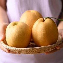 [특등급] 배7.5KG 배선물세트 과일배 나주배 배 도라지배즙 배도라지즙 배즙 배숙 배도라지 나주배 배즙만들기 서양배 배즙효능 배도라지차 배차 배선물세트, 7.5KG