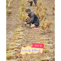 의성마늘 육쪽마늘 햇마늘, 3kg 특, 1개